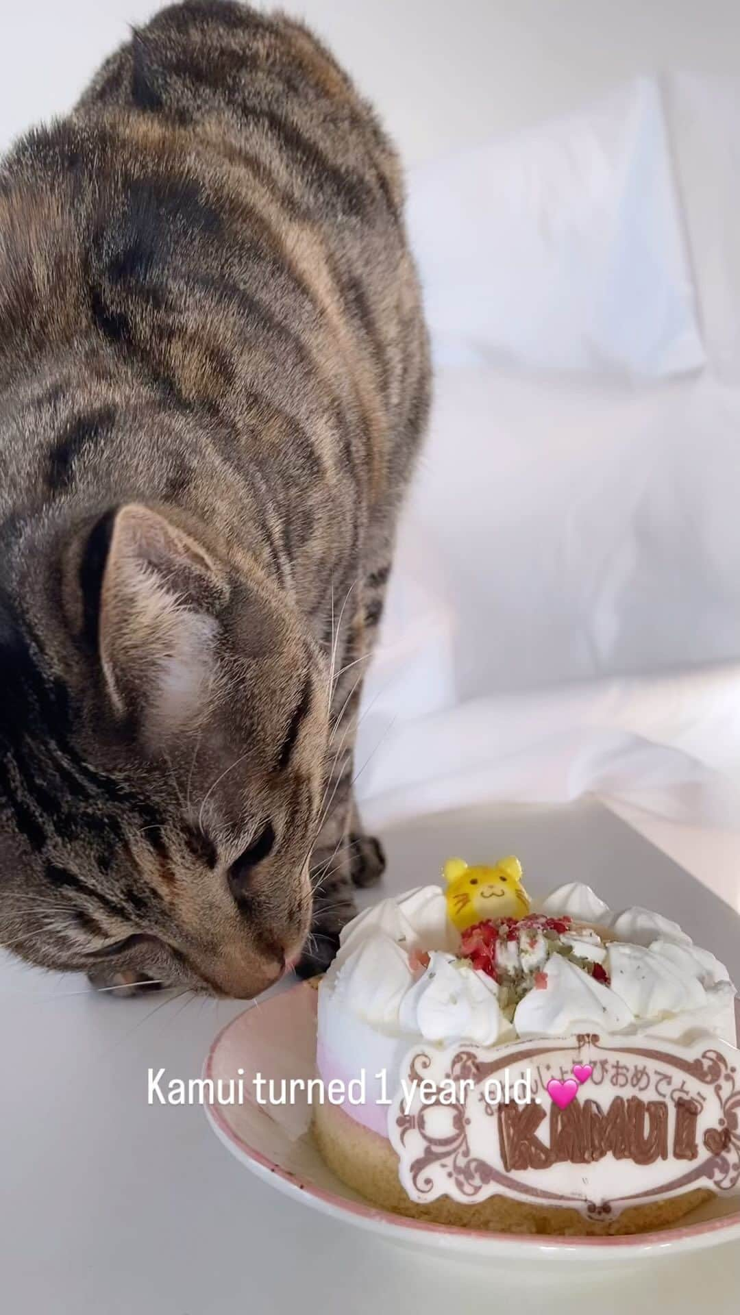 麗華のインスタグラム：「Today is Kamui's birthday. Kamui turned 1 year old.💕 誕生日おめでとう神威。」