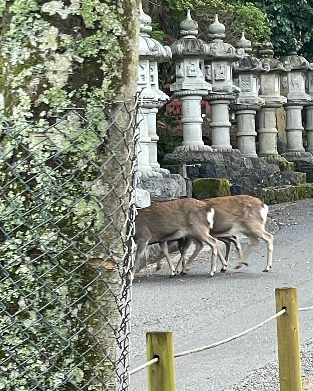 アオイヤマダさんのインスタグラム写真 - (アオイヤマダInstagram)「祖母と奈良。 あっというまに12月も半ば。 春日大社若宮おん祭の情報を頂き、奈良へ。 初めて、祖母とふたり旅。  春日大社にお参りして、 その夜中、『遷幸の儀』へ。 強い夜風と曇り空、23:50になると全ての光が消されてまっくらに。 遠くから雅楽の音が聞こえてきて、ふと見上げると さっきまでの曇り空が星空に変わっていて、 オリオン座がよく見えた。 風がぴたりと止んで 赤く燃えた松明を引きずって神主さんや御巫さんが ウォーって低い声出しながらずらずらとが歩いてくる。 姿は見えないけど、気配に向かって、両脇のみんなが二礼二拍手する。 写真に残せないから、目と脳裏に記録しようと必死になった。  その後お旅所まで歩くんだけど、道を逸れて歩いたら真っ暗の中で鹿と並歩行してた。  おでん好きの祖母とおでんを食べた。 理ことわりを料はかるから料理　ってことも教わった。  車窓をただ眺める時間の貴重さを、祖母から教わった。」12月17日 16時13分 - aoiyamada0624