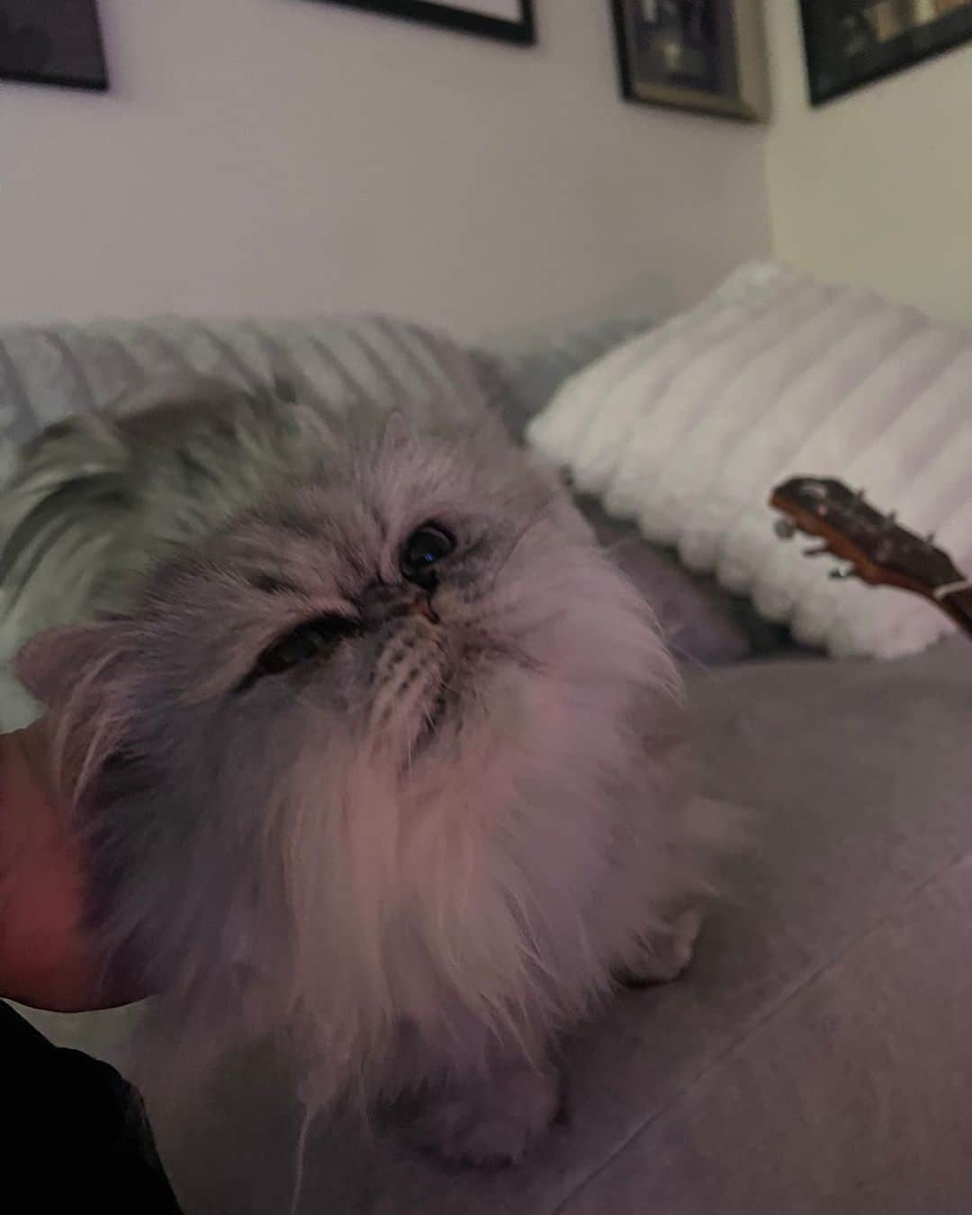 オリアンティのインスタグラム：「Back in La for a bit with my furry daughter 💖」