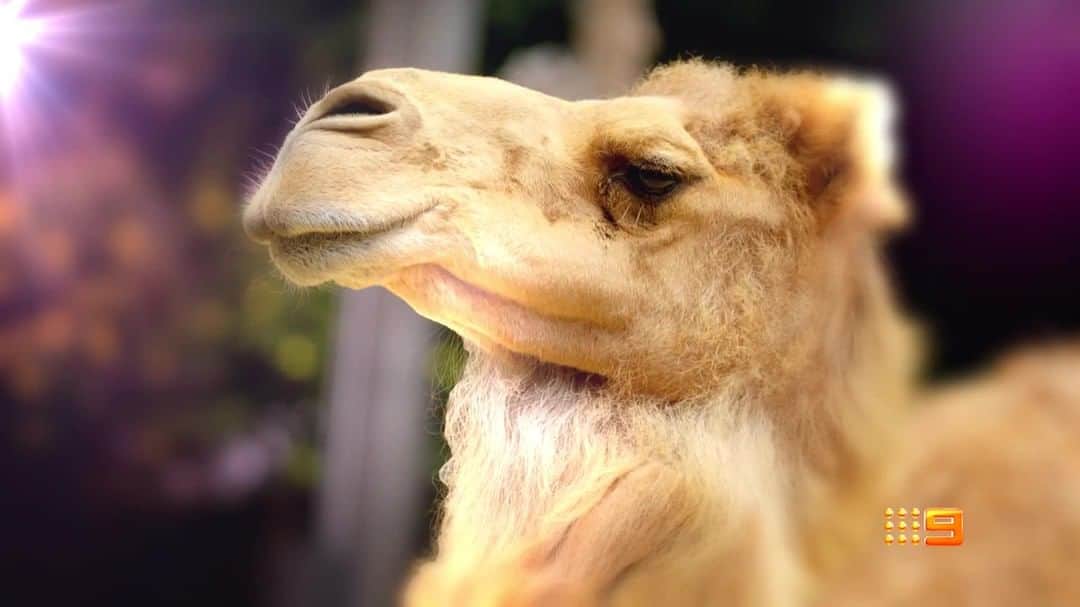 タロンガ動物園のインスタグラム：「We've got your hump day plans sorted! Make sure you tune in to Channel 9 at 7.30pm for episode five of Who's Who in the Zoo, on this episode our team investigates a mysterious lump that has appeared on one our residents camels Ras 🐪  Catch up on the last three seasons and follow-up episodes via our Taronga Documentary hub via our documentary hub 👉 https://taronga.org.au/get-involved/behind-the-scenes-documentary  #forthewild #tarongawhoswhointhezoo」