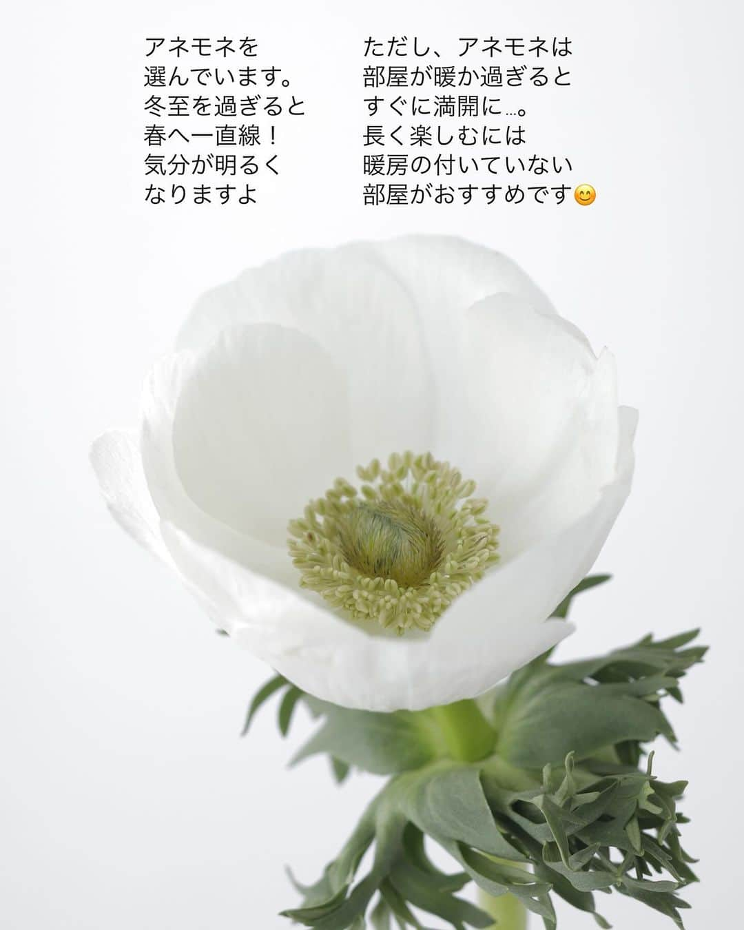 雑誌『花時間』さんのインスタグラム写真 - (雑誌『花時間』Instagram)「クリスマスは春の始まりです。  花時間（@hanajikan_magazine）です。  太陽の再生を祝う冬至の祭りとキリストの生誕祭が融合し、始まったとされるクリスマス。  春の始まりは、少し大げさかもしれませんが、日を追うごとに日が長くなり、春へ向かっていきます。  いま、花屋さんを覗くと、アネモネやチューリップ、ラナンキュラスにと、春の花が並び始めていますよね。  そんな春のお花に針葉樹を合わせて、クリスマス🎅🌲🧑‍🎄  実際は、これからが厳しい冬の始まりではあっても、春へ一歩ずつ近づいてゆく気分になれそうでしょ？  今日もあっという間に日が暮れたけど、これも冬至までの我慢。  これからクリスマスの準備をするなら、『花時間マルシェ』で販売中のクリスマスブーケ💐がお役立ち！  ひとつのブーケに、さまざまな針葉樹🌲が入りますよ✌️  では、本日もお疲れさまでした🍵 お正月も近づき、これから、てんやわんやの大忙しですが、元気smile😊😊😊頑張って、よい一年のラストスパートにしましょうね！ byピーターパン  花　@rainbowflorist.jpn  写真　@tanabe32   【花時間ニュース】 💜『花時間マルシェ』発、花の定期便が大好評🥰　世界でここだけのバラと旬花が届く嬉しいサービスです💕  💜『花時間』の2024年カレンダー、大好評発売中！  💜『花時間2023秋』〈花屋さんへ行こう〉大好評発売中！  💜『花と短歌でめぐる 二十四節気 花のこよみ』大好評発売中  すべて @hanajikan_magazine のプロフィールのリンクから飛べます✈️  『花時間』本誌や書籍は全国の書店、ネット書店でも発売中✨  #花時間  #クリスマス #クリスマスアレンジ  #針葉樹 #クリスマスの花 #クリスマスの準備  #フラワーアレンジ #花が好き #花が好きな人と繋がりたい  #花を飾る  #花を飾る生活 #花屋さんへ行こう」12月17日 17時22分 - hanajikan_magazine