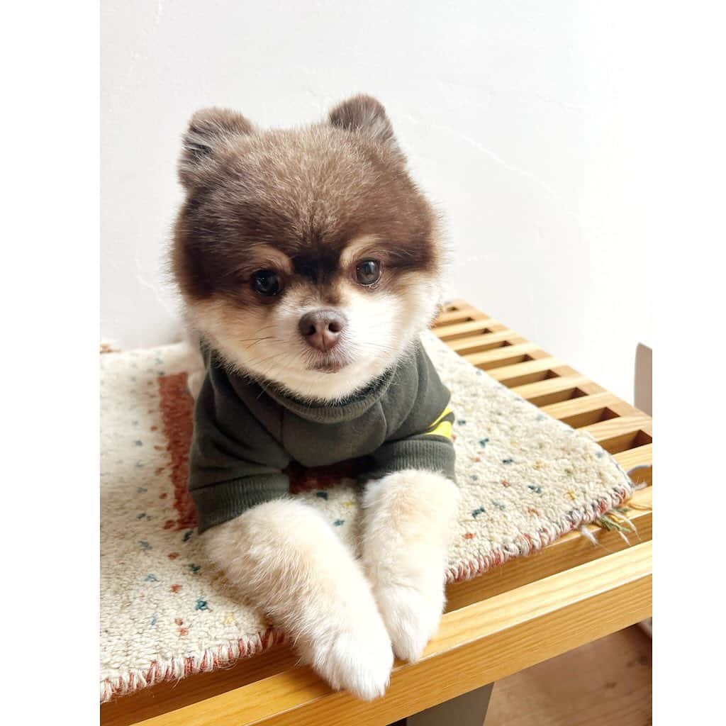 chiiika124さんのインスタグラム写真 - (chiiika124Instagram)「滅多に花が咲かないという サボテンに芽が出てきた🌵 前回花が咲いてから数年ぶり 縁起がいい事らしいから 期待♡ 　 #サボテン #サボテンの花  #いい事が起こる前触れ  #珍しい #ししまる #ししまるぐらむ #ポメラニアン #ポメ#ポメちゃん #pomeranian#pom #instadog#dogstagram #愛犬#ふわもこ部 #犬バカ部#癒し #pompom #チョコタン #柴犬カット #ワンコ部 #ワンコのいる生活」12月17日 18時54分 - chiika26