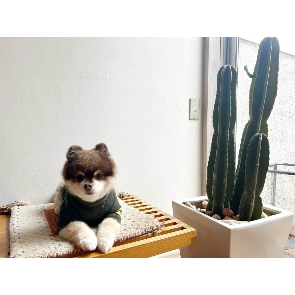 chiiika124さんのインスタグラム写真 - (chiiika124Instagram)「滅多に花が咲かないという サボテンに芽が出てきた🌵 前回花が咲いてから数年ぶり 縁起がいい事らしいから 期待♡ 　 #サボテン #サボテンの花  #いい事が起こる前触れ  #珍しい #ししまる #ししまるぐらむ #ポメラニアン #ポメ#ポメちゃん #pomeranian#pom #instadog#dogstagram #愛犬#ふわもこ部 #犬バカ部#癒し #pompom #チョコタン #柴犬カット #ワンコ部 #ワンコのいる生活」12月17日 18時54分 - chiika26
