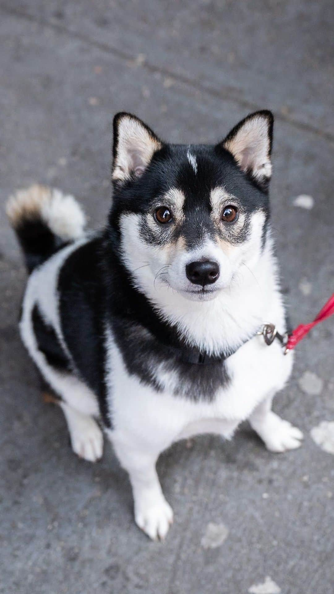 The Dogistのインスタグラム：「Tattoo, Shiba Inu (2 y/o), 34th & 6th Ave., New York, NY • “I named her Tattoo because she has a heart mark on her left side. She can do a lot of tricks, and she loves food. Her favorite is chicken.” @my.tatto_」