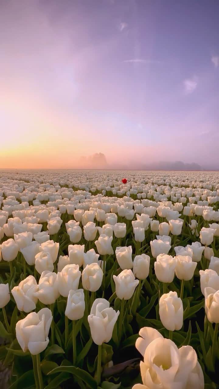 BEAUTIFUL DESTINATIONSのインスタグラム：「Exploring the enchanting white tulip fields in the Netherlands, where @nick_skeyes spotted a dazzling red tulip, standing out amidst the sea of blossoms! 🌷❤️ Tulips originated from Turkey and were introduced to the Netherlands in the 16th century, sparking a tulip craze that transformed the Dutch landscape! 🇳🇱   Have you been lucky enough to experience the beauty of the Netherlands Tulip Festival? 💐 ✨   📽 @nick_skeyes 📍 Netherlands 🎶 alex - what falling in love feels like x turning page」