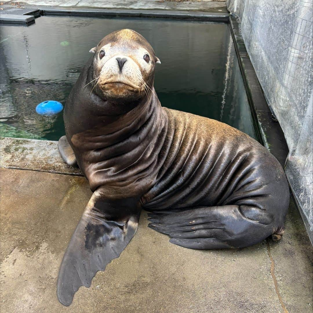 スミソニアン国立動物園さんのインスタグラム写真 - (スミソニアン国立動物園Instagram)「You might hear him before you see him, but Nick, our newest California sea lion is making quite a splash along our American Trail! Learn all about Nick in our latest New at the Zoo update, written by assistant curator of the American Trail Rebecca Sturniolo. Please note: Nick is staying with us while our friends at @denverzoo complete renovations on their sea lion exhibit, so be sure to come visit him while he is here! Use the link in bio to learn more.  Image description: a photo of Nick, a large adult sea lion sitting on the deck beside a pool.」12月18日 4時54分 - smithsonianzoo