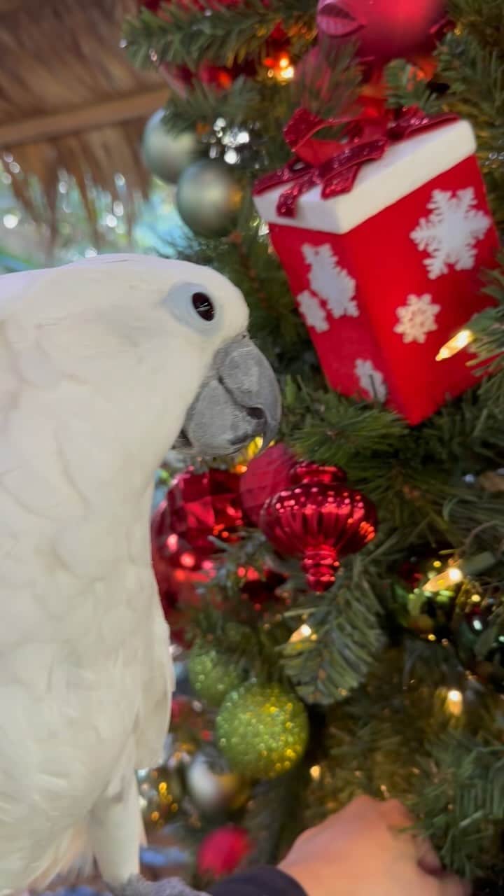 Zoological Wildlife Foundationのインスタグラム：「Do you think Riley is trying to tell us something? 🎁   Have you done your Christmas shopping? Our anjmals always need a little extra love this time of the year - head to our story and click the @amazon #wishlist - we’d love to share the joy round with all the animals this holiday season.」