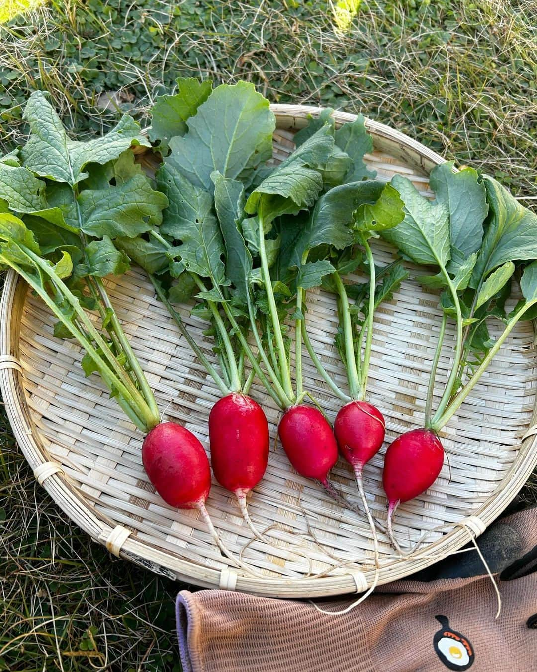 佐藤弥生のインスタグラム：「☀️ 家庭菜園日記 ラディッシュ🌿二十日大根🌿小かぶ🌿 今年初めて挑戦したカブさん達♪ ですが▶️4枚目 😢なんだコレ？ちっこいな... 1ヶ月経ってもぜーんぜん大きくならない。。。 簡単って聞いてたのに...🥲もう半ば諦めたていた所 ▶️3枚目見えてきたのよ！カブの頭が！！ おぉ😊そろそろ収穫だね〜って時に数日忙しくて💦 本日収穫しました！ 🤣いやいや大き過ぎだろ〜（写真だと分かりにくいですが...） サラダで食べたり、お味噌つけたり本当美味しい〜♪ 後は手前の小蕪がどうかなぁ〜 😊 落ち込んだ時、イライラした時🌀植物の成長を見てイライラを流しています♪ 明日から本格的に冬かなぁー 暖かくして寝ましょう🌛 #gooddreams#家庭菜園#ラディッシュ日記#オーガニック野菜#二十日大根#オーガニックのある暮らし」