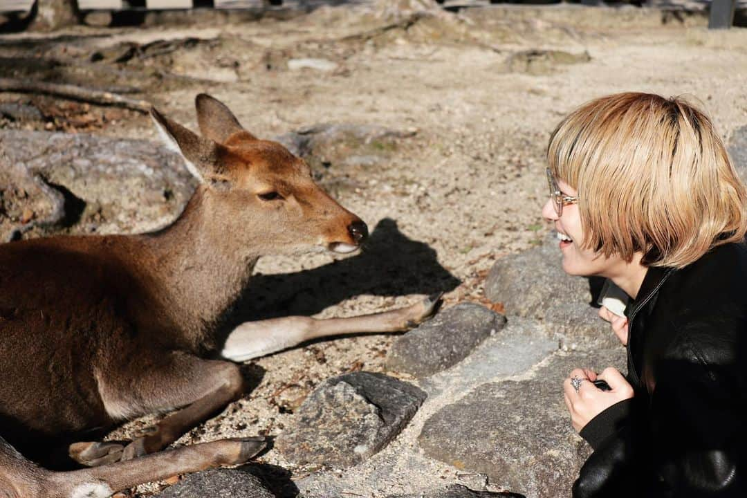 和田美枝さんのインスタグラム写真 - (和田美枝Instagram)「冷静なシカっさんと浮かれビト🫎👱🏻  #広島 #宮島 #鹿」12月17日 22時32分 - miewada