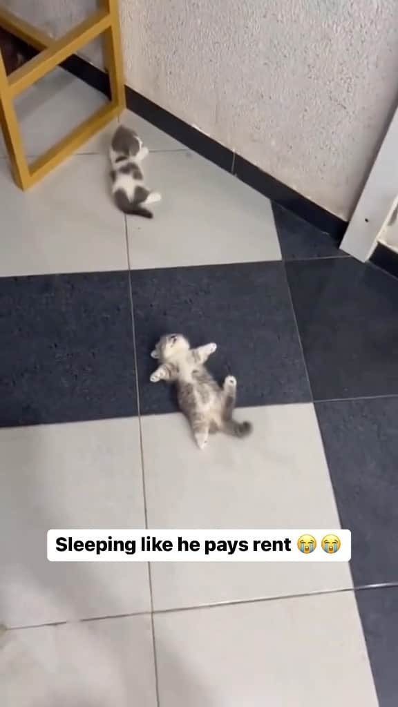 Cute Pets Dogs Catsのインスタグラム：「Sleeping like he pays rent😭😭  Credit: adorable stranger1___ (tt) (*read note below) ** For all crediting issues and removals pls 𝐄𝐦𝐚𝐢𝐥 𝐮𝐬 ☺️  𝐍𝐨𝐭𝐞: we don’t own this video/pics, all rights go to their respective owners. If owner is not provided, tagged (meaning we couldn’t find who is the owner), 𝐩𝐥𝐬 𝐄𝐦𝐚𝐢𝐥 𝐮𝐬 with 𝐬𝐮𝐛𝐣𝐞𝐜𝐭 “𝐂𝐫𝐞𝐝𝐢𝐭 𝐈𝐬𝐬𝐮𝐞𝐬” and 𝐨𝐰𝐧𝐞𝐫 𝐰𝐢𝐥𝐥 𝐛𝐞 𝐭𝐚𝐠𝐠𝐞𝐝 𝐬𝐡𝐨𝐫𝐭𝐥𝐲 𝐚𝐟𝐭𝐞𝐫.  We have been building this community for over 6 years, but 𝐞𝐯𝐞𝐫𝐲 𝐫𝐞𝐩𝐨𝐫𝐭 𝐜𝐨𝐮𝐥𝐝 𝐠𝐞𝐭 𝐨𝐮𝐫 𝐩𝐚𝐠𝐞 𝐝𝐞𝐥𝐞𝐭𝐞𝐝, pls email us first. **」