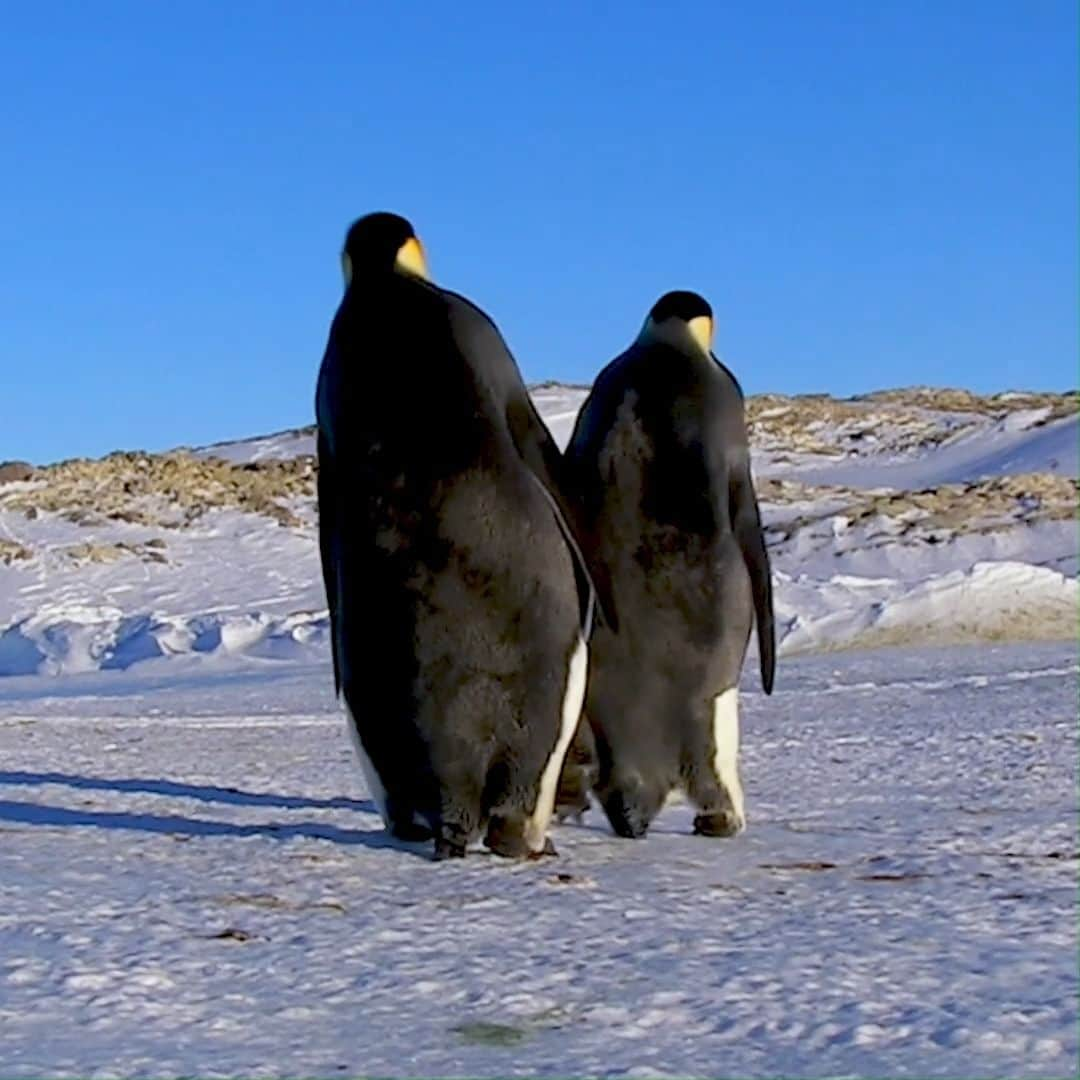 Discoveryのインスタグラム：「Waddling in a winter wonderland 🙃   Emperor penguins are attentive mates...really. After pairing up for the season, they'll follow each other around the nesting colony. 🤍  #antarcticvibes #wildlife」