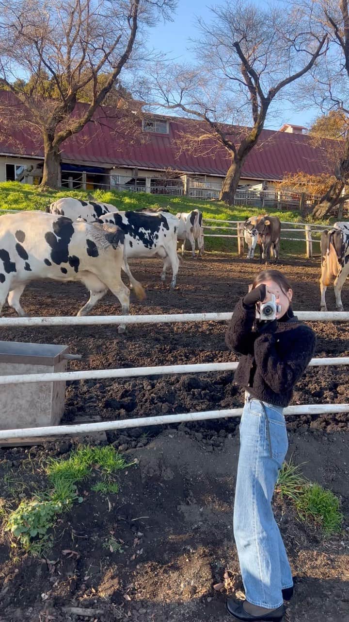 M a r i n aのインスタグラム：「.  癒し🐄🐏♡  神奈川県の服部牧場は牛舎に入れる 貴重な牧場なので、お気に入り。  #服部牧場」