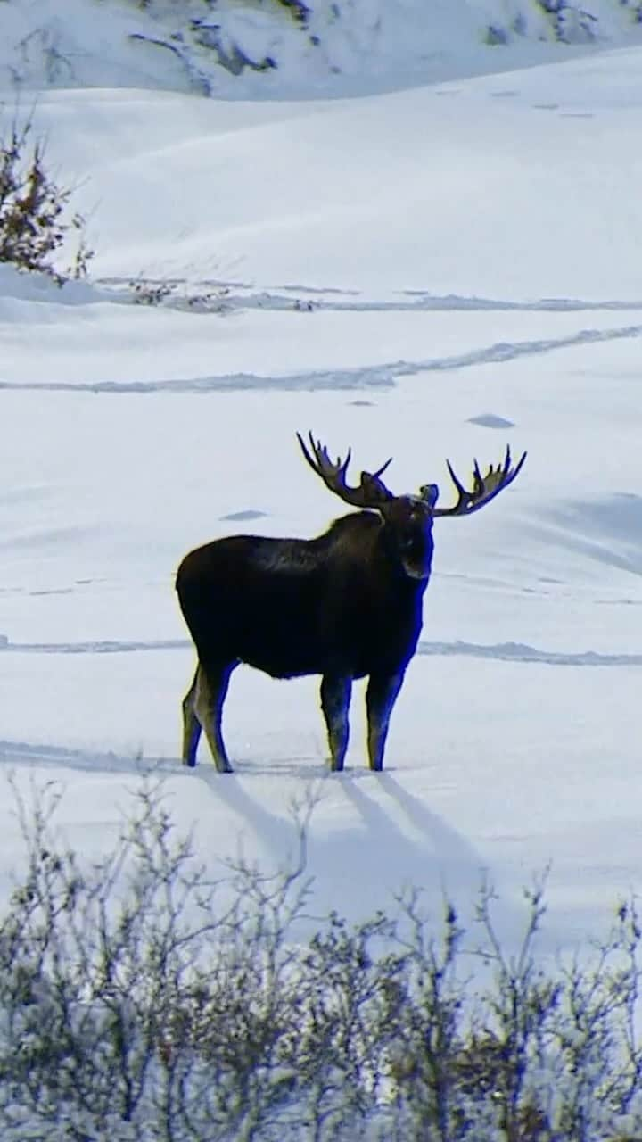 Discoveryのインスタグラム：「In the shadow of #Denali, North America’s tallest mountain, homesteaders face overwhelming snowfalls and unstoppable wildlife. 🫎 See more of #Alaska’s incredible scenery on an all-new #HomesteadRescue, tonight at 8p ET/PT on Discovery.」