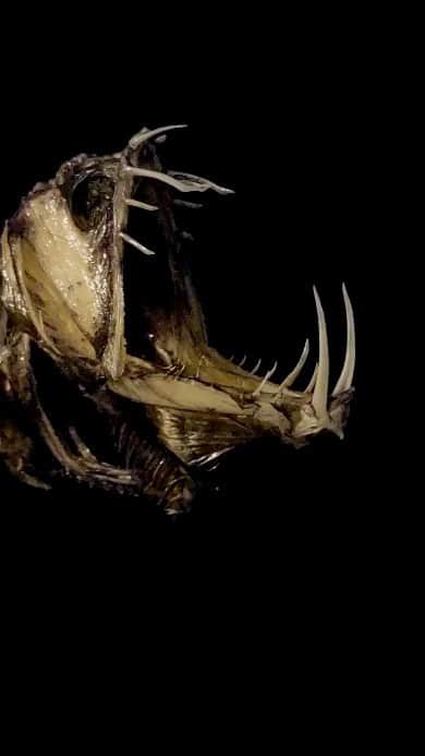 スラッシュのインスタグラム：「Credit to @monster_fish_taxidermy A deep sea Viper fish. Coming from the darkest depths of the Mediterranean Sea. This one was caught at a depth of about 2500 metres / 8200 feet. Scientific name is Chauliodus sloani.  iiii]; )'」