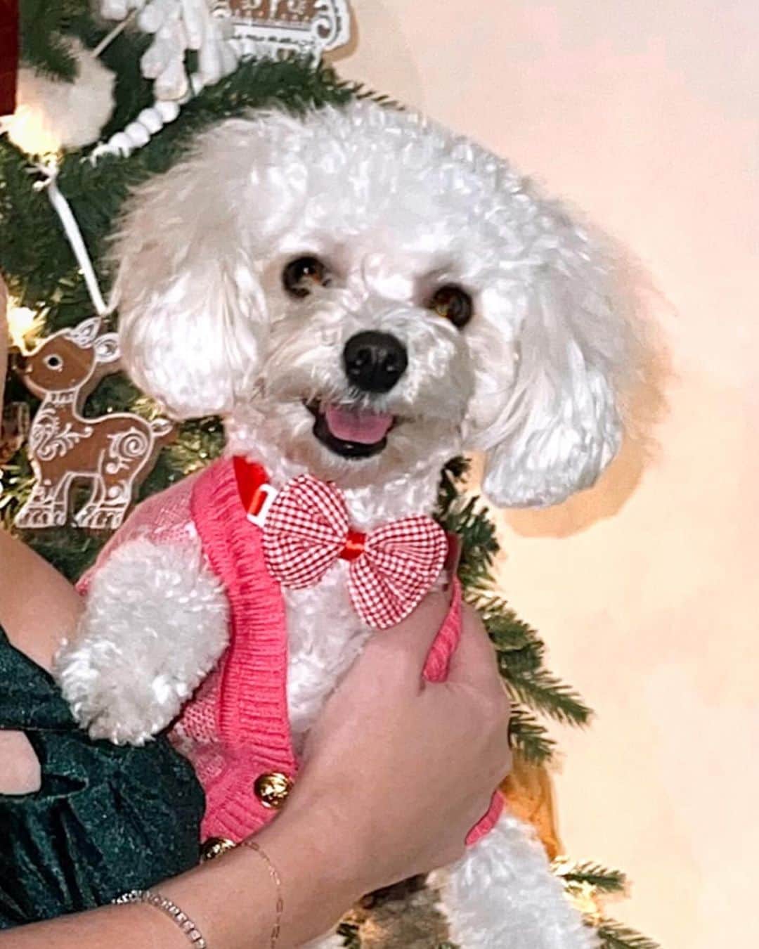 エミリー・シアーズさんのインスタグラム写真 - (エミリー・シアーズInstagram)「Why is my dog a better model than me?!The serve! 🤣 she’s such a ham the paw kills me lol 🐶📸 #maltipoo #christmas #holiday #holidayparty #puppy」12月18日 3時51分 - emilysears
