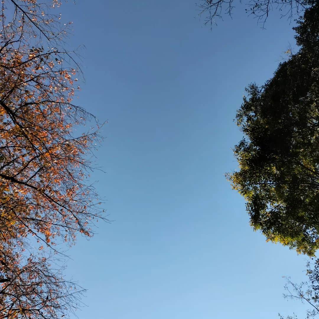 千種ゆり子のインスタグラム：「ちょっと休憩。 . . . ソメイヨシノの葉が紅葉している。 . . . #気象予報士の空コレクション」