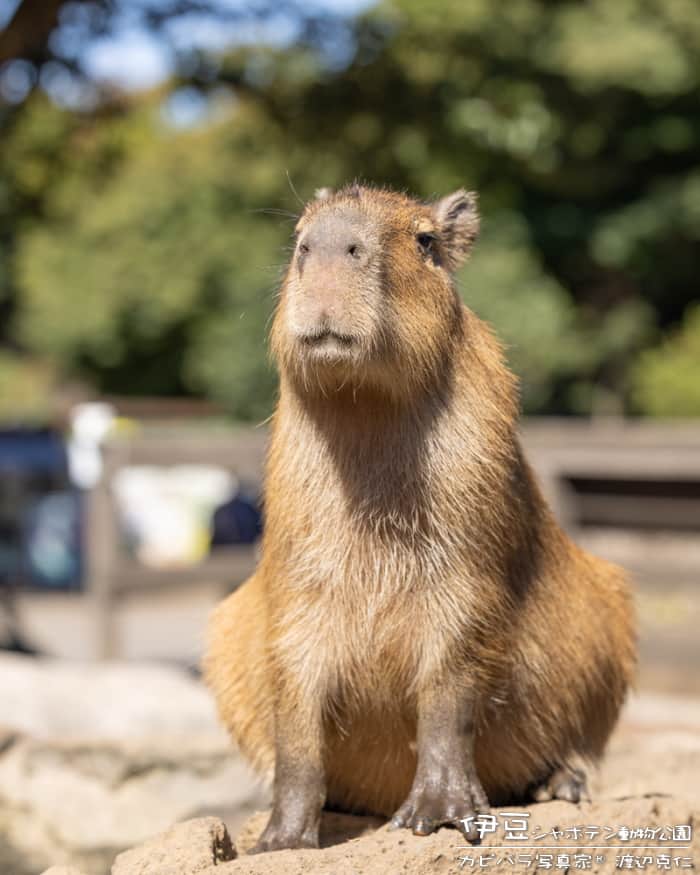 渡辺克仁のインスタグラム：「カピアニ展２０２３！東京・浅草「ブレーメンハウス」にて、本日12時より開店です。  #カピバラ #水豚 #capybara #カピアニ展 #浅草」