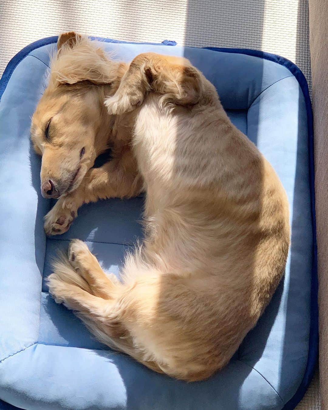 福井晶一のインスタグラム：「ポカポカ陽気☀️  #愛犬ナッツ #ミニチュアダックス #元保護犬 #dogsofinstagram  #doglover  #いぬすたぐらむ #犬好き」