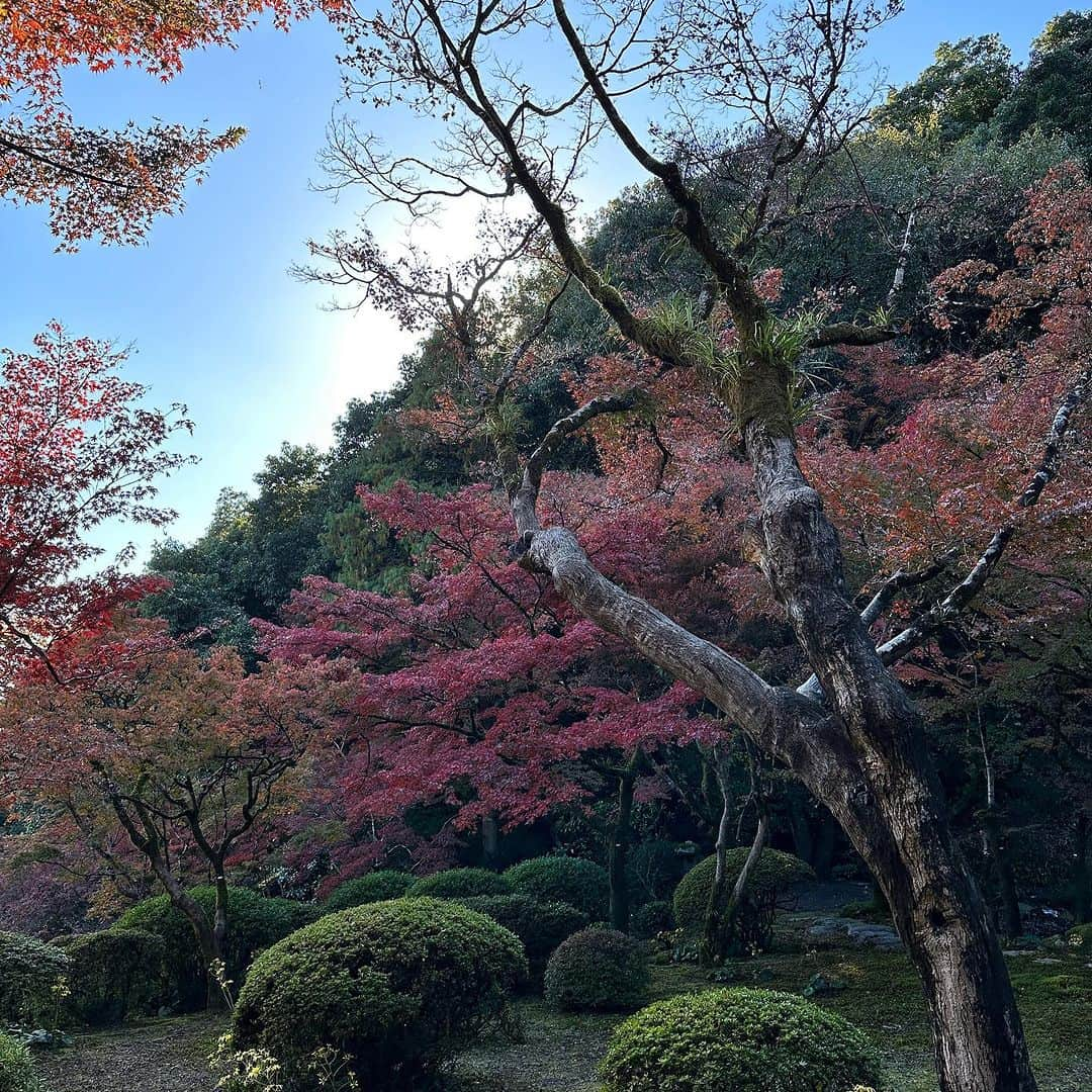 堀田祐美子さんのインスタグラム写真 - (堀田祐美子Instagram)「九年庵  毎年、春の新緑の時期と、紅葉の美しい時期の9日間だけ公開される庭園。9年の歳月をかけて庭園を築造したことにちなんで名前が付いているそうです。  風情がありとても綺麗でした。  @yumiko_hotta  @t_hearts2020  #堀田祐美子 #yumikohotta  #prowrestling  #プロレス #womansprowrestling  #女子プロレス  #hearts82 #thearts  #佐賀県 #神埼市 #九年庵」11月24日 12時07分 - yumiko_hotta