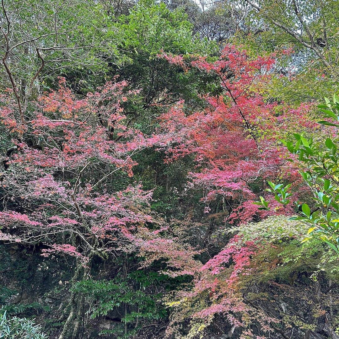 堀田祐美子のインスタグラム：「九年庵  毎年、春の新緑の時期と、紅葉の美しい時期の9日間だけ公開される庭園。9年の歳月をかけて庭園を築造したことにちなんで名前が付いているそうです。  風情がありとても綺麗でした。  @yumiko_hotta  @t_hearts2020  #堀田祐美子 #yumikohotta  #prowrestling  #プロレス #womansprowrestling  #女子プロレス  #hearts82 #thearts  #佐賀県 #神埼市 #九年庵」