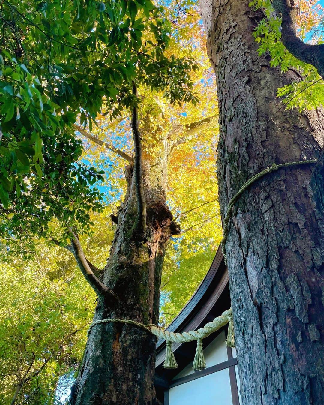 川越氷川神社のインスタグラム