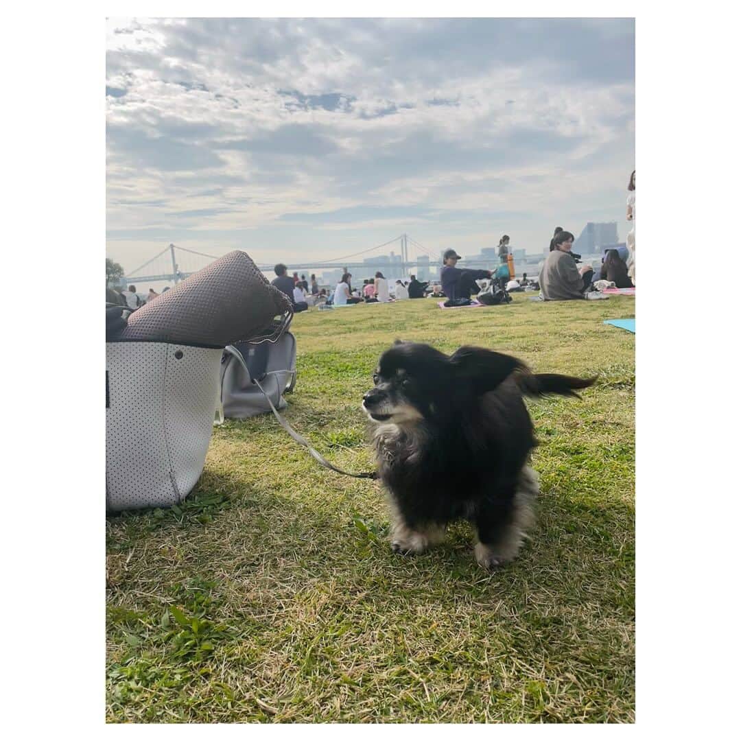 市橋有里さんのインスタグラム写真 - (市橋有里Instagram)「【ヨガと海風でととのう日】  昨日は楽しみにしていたアミ先生　@ami.amiyoga  の ヨガに参加してきました♪ 愛犬も初体験でみなに可愛がられて興奮気味w 嬉しそうでした♪  アミさんのヨガに癒され こんなにも近くで自然を感じられ 夕暮れのBBQ🍖も満喫できて🌇 あたたかい🫶最高の休日になりました✨  夕陽が素敵な O-garden https://www.o-garden.tokyo/gardengrill  みなさま、ありがとうございました。 そしてアミさん、イベント後でも疲れた顔もみせず こんなチャーミングな笑顔で お肉焼いたいただき、ありがとう🥹🙏 どこにそんなパワーがあるのだろうと 思いながら、明るく楽しいアミさん満喫dayでした💛  そしてパーソナリティをつとめさせて頂いている 市橋有里の“RUN 食健美”～ヘルシー Running～ 11/25（土）から2週にわたり各放送局で アミさんとのトークがオンエアされます。 身体をほぐすポイントや食のことなどもりだくさん 素敵な声に癒されて下さいね♪  栃木放送 （土）５：３０～５：３０  福井放送 （土）５：３０～5：４５ 信越放送 （日）５：１５～5：３０  山陰放送 （日）７：１５～７：３０ 四国放送 （月）19：30〜20：00  #amiyoga #休日の過ごし方 #yoga」11月24日 12時34分 - ariichihashi