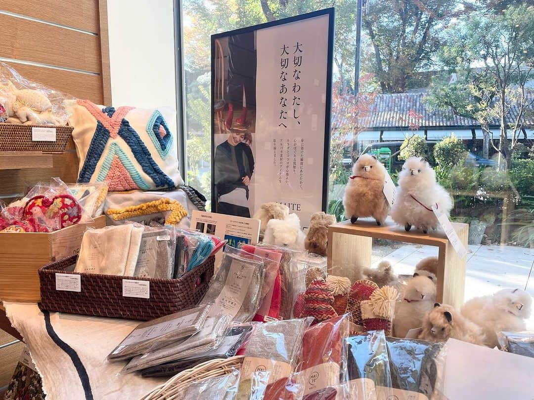 代官山 蔦屋書店　DAIKANYAMA T-SITEさんのインスタグラム写真 - (代官山 蔦屋書店　DAIKANYAMA T-SITEInstagram)「【フェア】大切なわたし、大切なあなたへ MAITE/マイテ  蔦屋書店3号館 1階 料理フロア 2023年11月24日(金) - 12月08日(金)  アルパカ素材の故郷は、南米ペルーの高地。 見渡すかぎりの広い大地では、昼夜の温度変化が激しい過酷な環境のなか、 たくましく、どこか気ままなアルパカたちののびやかに暮らすその姿に、 素材の温かさと解放感のルーツを得て、誕生したMAITE(マイテ)。  環境変化やストレスが多い今、わたしたちの体や心は緊張しがちですが、 不快な状況に我慢し続けるのではなく、自分の声に耳を澄ませたい。 自分の感覚を信じて、ちゃんと自分を大切にしていく。  心地よいものに触れて、1人でも多くの方が本来の自分の力を のびのびと発揮できますように。 そんな想いが込められたアルパカ素材の靴下やアームウォーマー、腹巻き、カーディガン、オーナメント、ぬいぐるみが今回店頭に並びます。  身につけた瞬間にあたたかく、心ほぐれる肌触りをぜひ体験してみてください。  11月25日(土)、26日(土)、12月2日(土)、3日(日)は、MAITEのスタッフさんが店頭にいらっしゃる予定です。 直接商品のご説明をさせていただきますので、この機会にぜひお立ち寄りください。  【プロフィール】 MAITE (マイテ) MAITEはバスク語で「Love」の意味を表す言葉。読み方が「巻(ま)いて」とも重なり、アルパカマフラー100本を抱えて始まったこの取組みに相応しいなと思い、そう名付けられた。 2013年、ペルーの女性たちの手編み製品を、日本で販売し、売り上げを還元するところからはじまり、現在はより広く、セルフケアを軸に、自然素材をつかった商品やサービスで、社会に貢献していきたいと考えている。  #代官山蔦屋書店  #daikanyamatsutaya  #daikanyamatsite  #マイテ #maite #アルパカ」11月24日 12時39分 - daikanyama.tsutaya