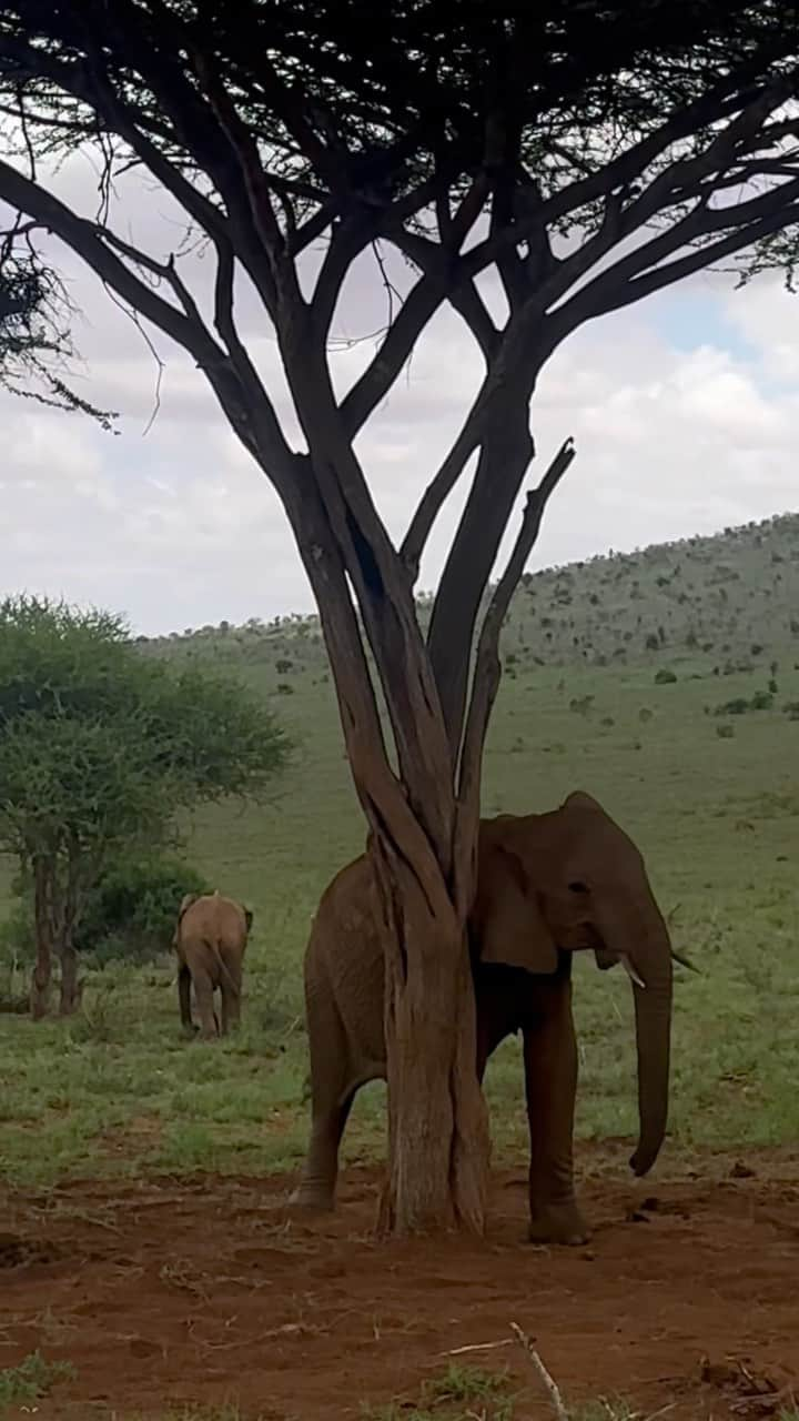 ダリル・ニータのインスタグラム：「It was the most magical stay in Kenya, at @soroicollection @soroilionsblufflodge during the off season, I’ve never felt so relaxed in my life! 🇰🇪✨  It was hard to capture the true beauty of this place on camera, it was honestly amaaaazing. The lodges were beautiful, food so good, and Safari drives were incredible. 😭 wish I never had to leave ❤️‍🔥  Thank you @soroicollection @soroilionsblufflodge for having me, i recommend this getaway to anyone who wants relax and unwind, one of my best ever experiences ❤️‍🔥❤️‍🔥❤️‍🔥  🐘🦒🦅🦁🐆🇰🇪」