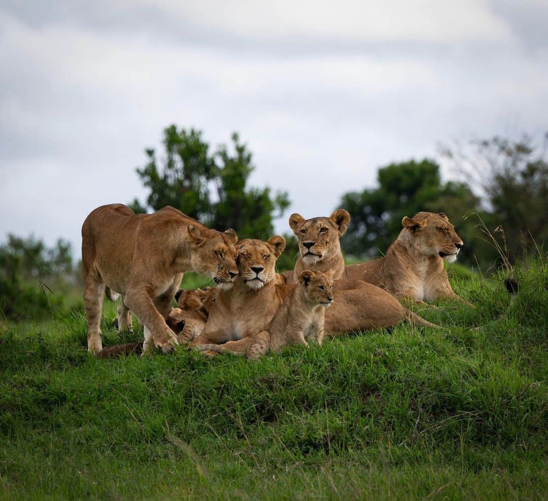 ナショナルジオグラフィックさんのインスタグラム写真 - (ナショナルジオグラフィックInstagram)「Photo by @lynseyaddario | A pride of lions rests in the Masai Mara National Reserve in Kenya, November 17, 2023.」11月24日 5時00分 - natgeo