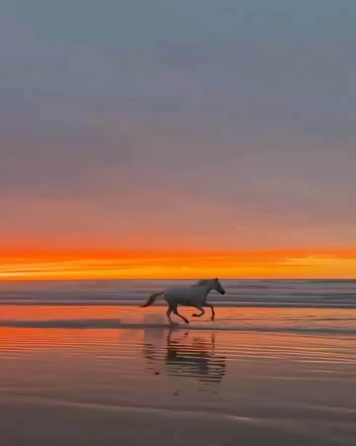 Discover Earthのインスタグラム：「Chasing sunsets with this majestic beauty 🌅🐎  🌎 #DiscoverEarth with @yassine_cavalier」