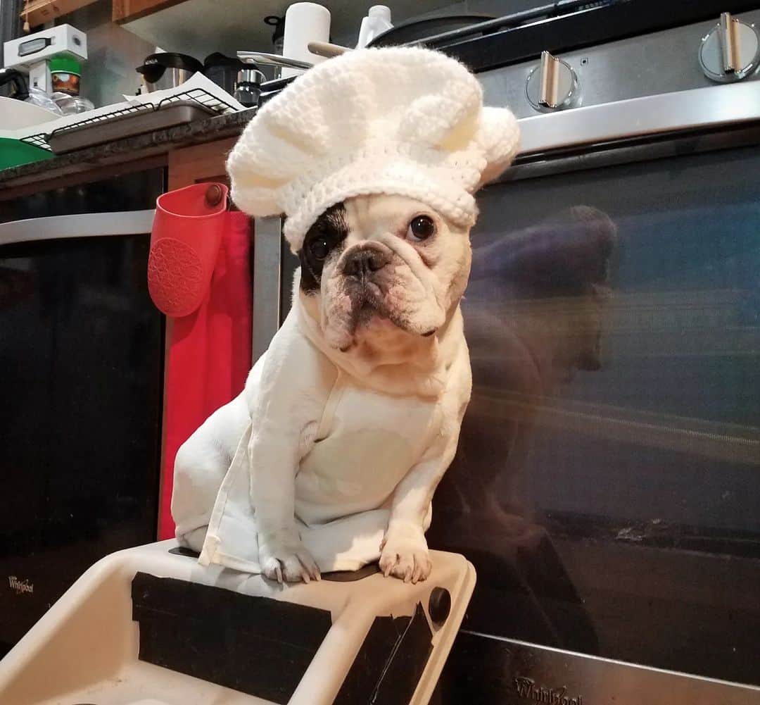 Manny The Frenchieのインスタグラム：「Happy Thanksgiving! Manny was a great cook, but an even better eater. 🙂❤️ #RememberingManny  #Mannyforever」