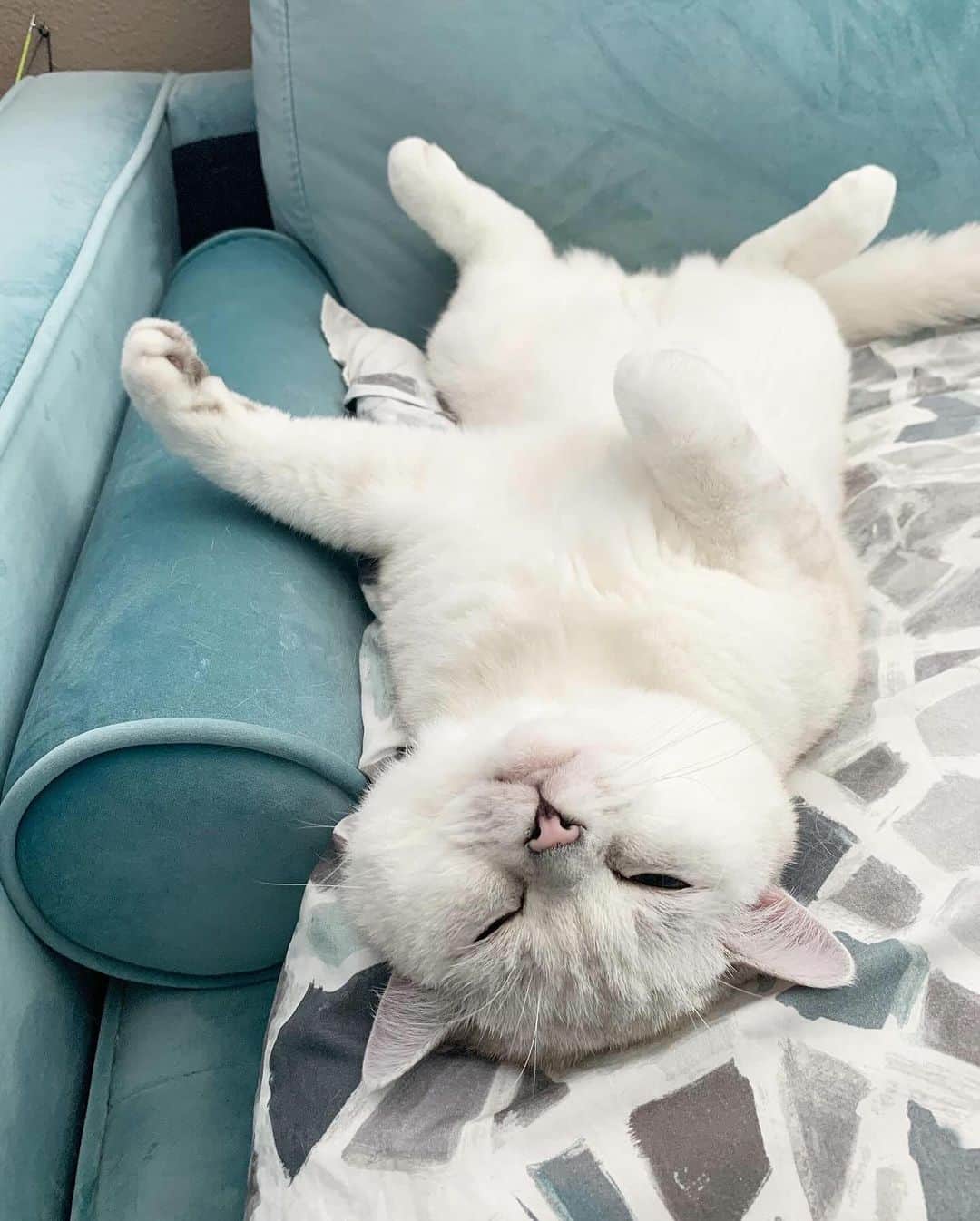 ミスター・ホワイトさんのインスタグラム写真 - (ミスター・ホワイトInstagram)「Me after thanksgiving meal 🍁🍂 Happy thanksgiving ❤️  #meow #cute #cats #cat #catofinstagram」11月24日 6時00分 - white_coffee_cat