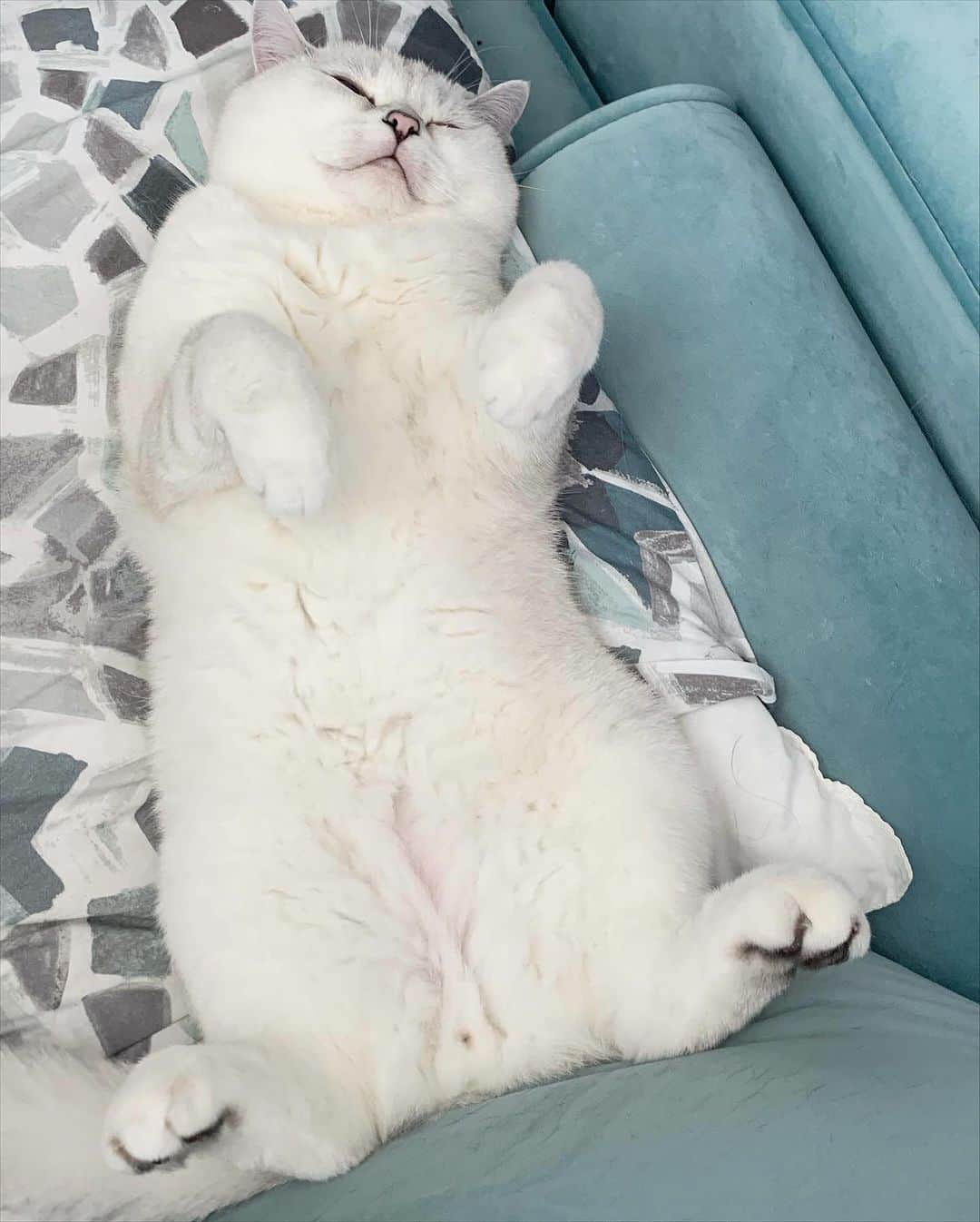ミスター・ホワイトさんのインスタグラム写真 - (ミスター・ホワイトInstagram)「Me after thanksgiving meal 🍁🍂 Happy thanksgiving ❤️  #meow #cute #cats #cat #catofinstagram」11月24日 6時00分 - white_coffee_cat