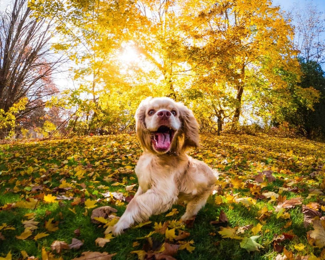 goproのインスタグラム：「Photo of the Day: When grandma gives you her leftovers 😋 Happy #Thanksgiving from @mikeab8 + Murray.  We don't have leftovers, but we've got deals. Snag the HERO12 Black Accessories Bundle for just $349 for a limited time.  #GoPro #GoProPets #HappyThanksgiving #DogsOfInstagram #Cute #Fall #FallColors」