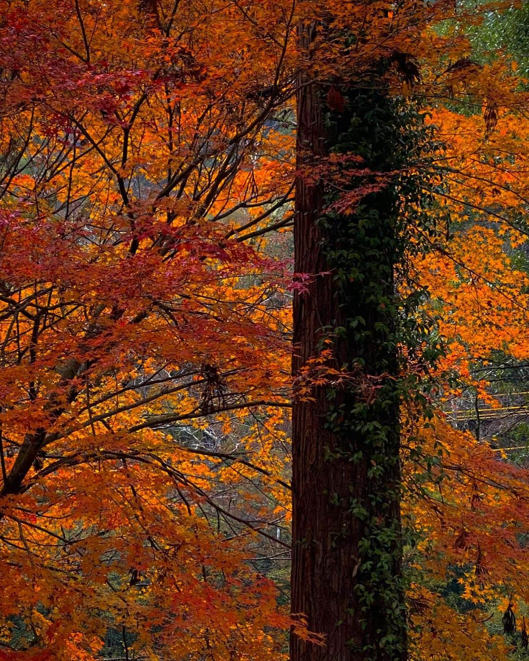 安田慎一さんのインスタグラム写真 - (安田慎一Instagram)「紅葉🍁🍁🍁  #studioshin」11月24日 7時29分 - shinichiyasuda