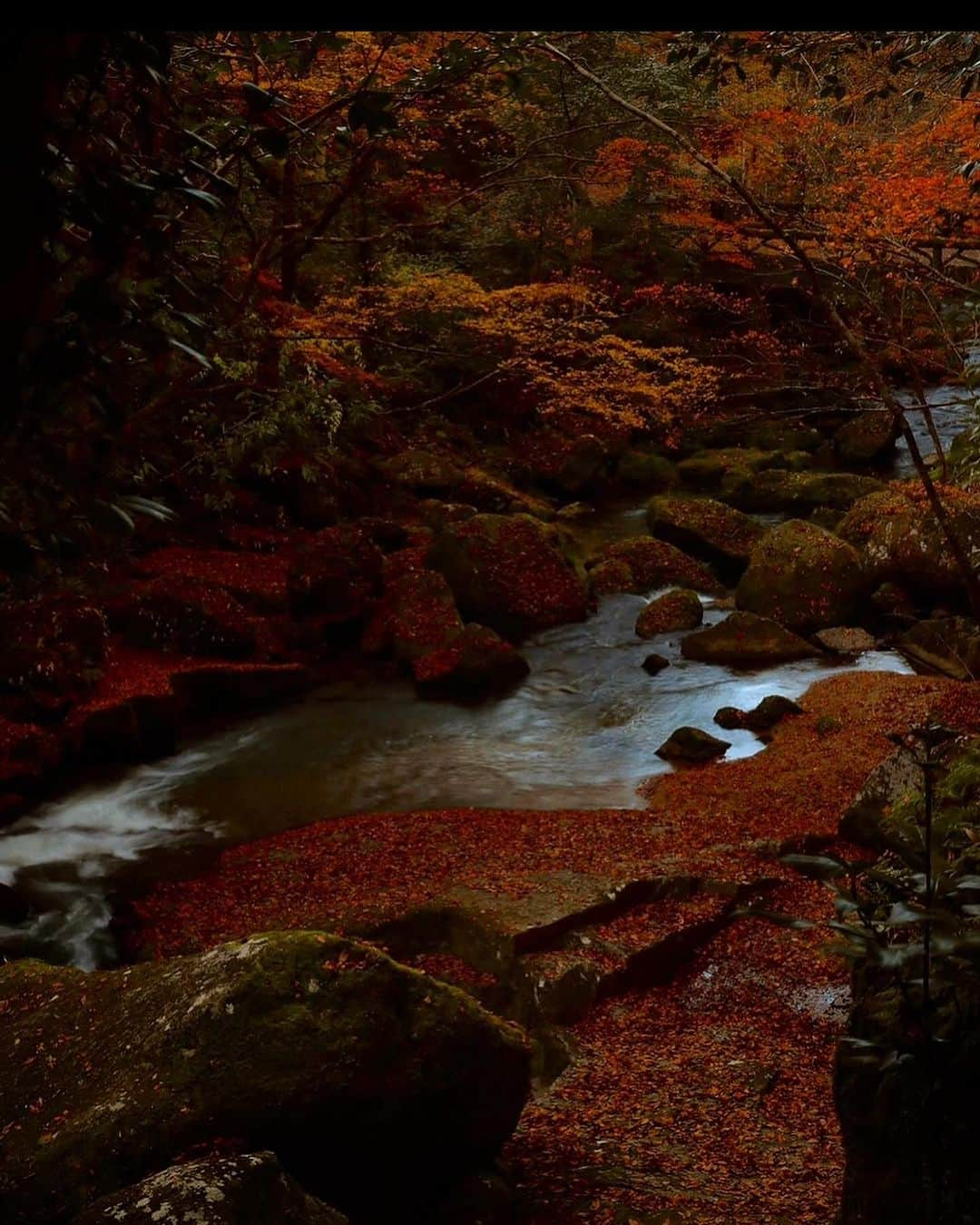 安田慎一さんのインスタグラム写真 - (安田慎一Instagram)「紅葉🍁🍁🍁  #studioshin」11月24日 7時29分 - shinichiyasuda