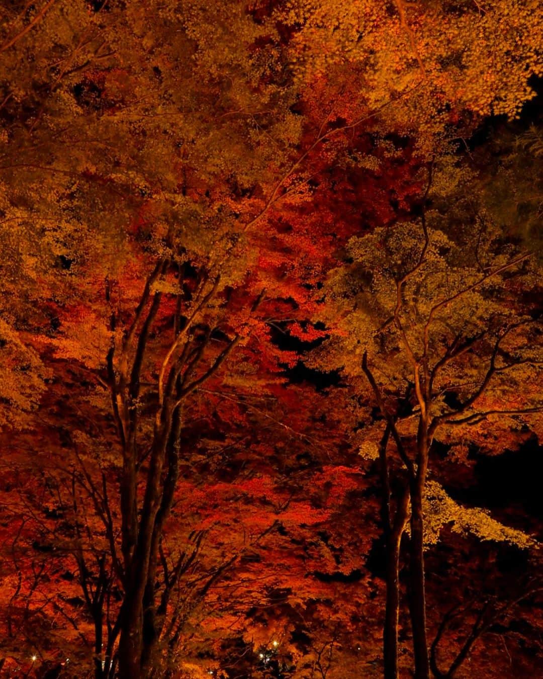 安田慎一さんのインスタグラム写真 - (安田慎一Instagram)「紅葉🍁🍁🍁  #studioshin」11月24日 7時29分 - shinichiyasuda