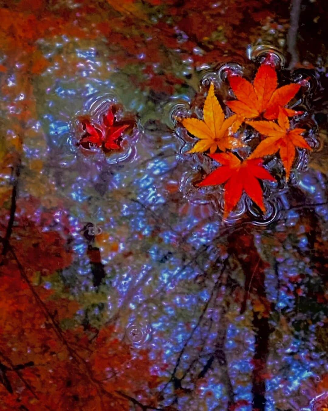 安田慎一のインスタグラム：「紅葉🍁🍁🍁  #studioshin」