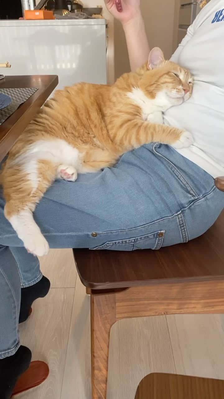 のインスタグラム：「＊ ぽっこりおなか間。 ・ #ミートテック ・ Guppy is like a baby.」