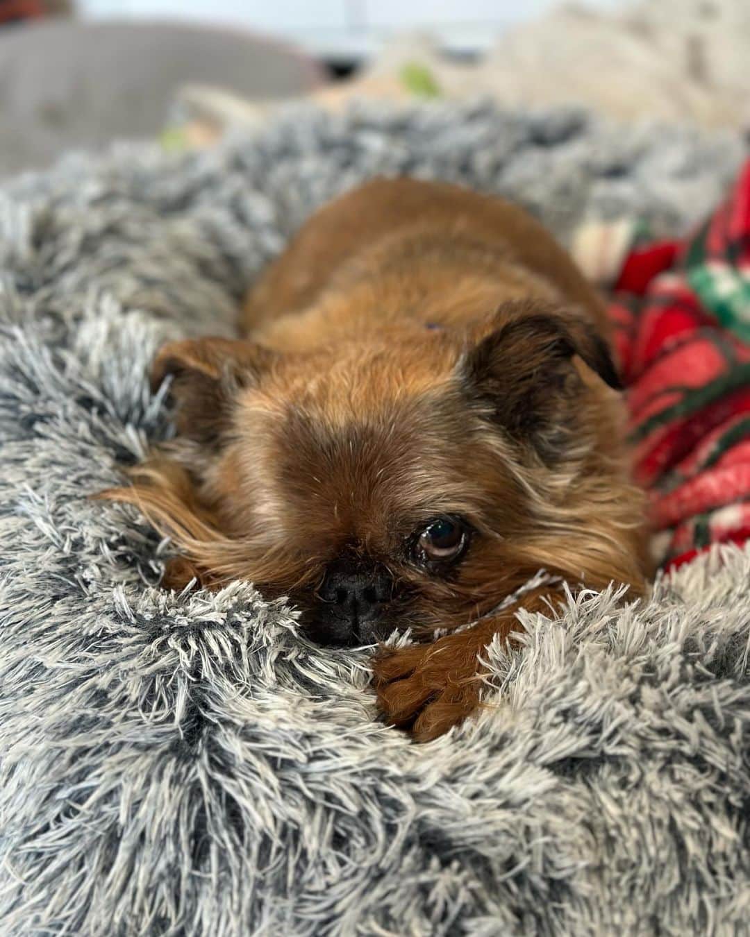 Digby & Aloさんのインスタグラム写真 - (Digby & AloInstagram)「am i cute enough to get a treat? 🥺」11月24日 7時26分 - digbyvanwinkle