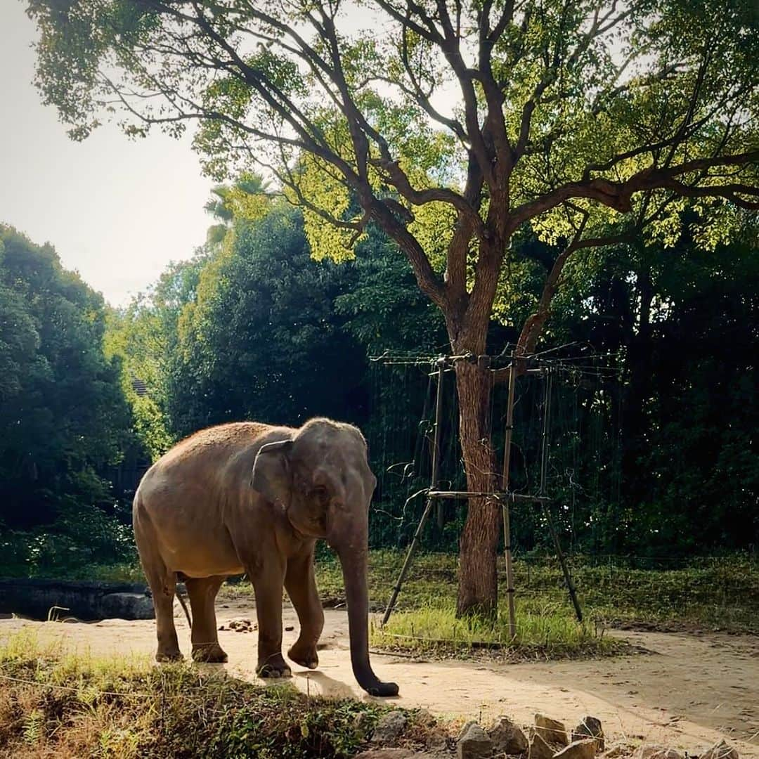 山本いさ奈のインスタグラム：「🐘🦒🦍」