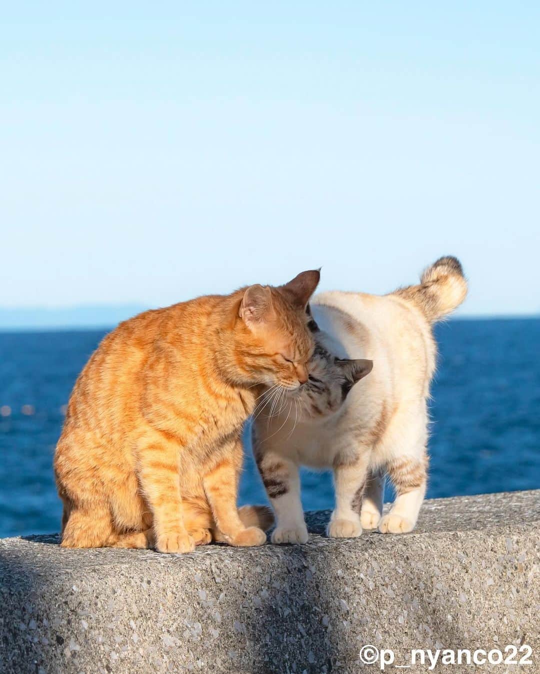 simabossnekoさんのインスタグラム写真 - (simabossnekoInstagram)「・ なかよしすぎますにゃ😽💓😸 Lovely island cats✨ Swipeしてね←←←🐾  ◎全ての写真は「2024 なかよしすぎる島猫カレンダー」より。 All photos are excerpts from Cats Wall Calendar 2024🏝  ＼ 好評発売中❗️／ 【2024 なかよしすぎる島猫カレンダー】 ・出版元：MdNコーポレーション ・写真： @simabossneko   大好評の「大判壁掛けタイプ」 なかよしの猫さん達とともに、お部屋を美しく彩る“高品質・高画質“なカレンダーです。  〈カレンダーの特長〉 ・壁掛け／月めくり ・六曜、二十四節気、雑節、朔望（月相）、イベント、前後月掲載 ・6週月の月末も予定が書き込めるデザイン ・自由に書き込めるフリースペースを用意 ・見やすく、毎日の予定を書き込みやすい大判サイズ  〈サイズなど〉 ・縦30cm×横40cm（展開時60cm×40cm） ・上部に壁掛け用のパンチ穴あり  ※ペにゃんこ( @p_nyanco22 )も一部、写真協力しています。  ●Amazon、楽天ブックス等にて販売中。  【購入者限定！ スマホ壁紙ダウンロード特典付き】 ２種類の画像がもらえる！かわいい島猫のスマホ壁紙データ特典付き！   Amazonへのリンクは、@simabossneko または @p_nyanco22 のプロフィールのURL（lit.link/simabossneko）からご覧いただけます。 もしくは、Amazonにて検索してみてください。  ・ NEW! 2024 Wall Calendar 〈Explanation of the calendar〉 ＊A calendar of special moments filled with the love of the island cats!  ＊The natural facial expressions and gestures of these cats, combined with the tranquil scenery of the island, will soothe your soul.  ＊If you hang it in your room, it's a calendar that makes you feel warm and gentle every day.  ＊You can also write your schedule in the empty space on the large size wall calendar.  ＊2024 Monthly Wall Calendar. ＊Holidays in the calendar are Japanese. ＊Large size of 30 cm in height x 40 cm in width.  Shipping fee will be charged separately for overseas.  The calendar is Available now at Amazon.co.jp (Amazon Japan) Product URL：https://www.amazon.co.jp/gp/product/4295205788  You can reach the shop link from the profile URL（lit.link/simabossneko）of @simabossneko or @p_nyanco22  ・  #2024年カレンダー #しまねこ #島猫 #ねこ #にゃんすたぐらむ #猫写真 #cats_of_world #catloversclub #pleasantcats #catstagram #meowed #ig_japan #lumixg9」11月24日 7時50分 - simabossneko