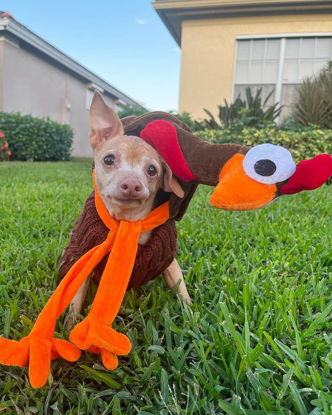 Tuna {breed:chiweenie} さんのインスタグラム写真 - (Tuna {breed:chiweenie} Instagram)「I am so thankful for these two turkeys, for Tuna’s expressions and #shrivelneck, and for all of you! Thank you for following along with us all of these years. I realise that I don’t post as often as I used to, but I really appreciate you sticking around in spite of that, and for all of your love and support. I am beyond grateful for this community. #garytheturkey」11月24日 7時58分 - tunameltsmyheart