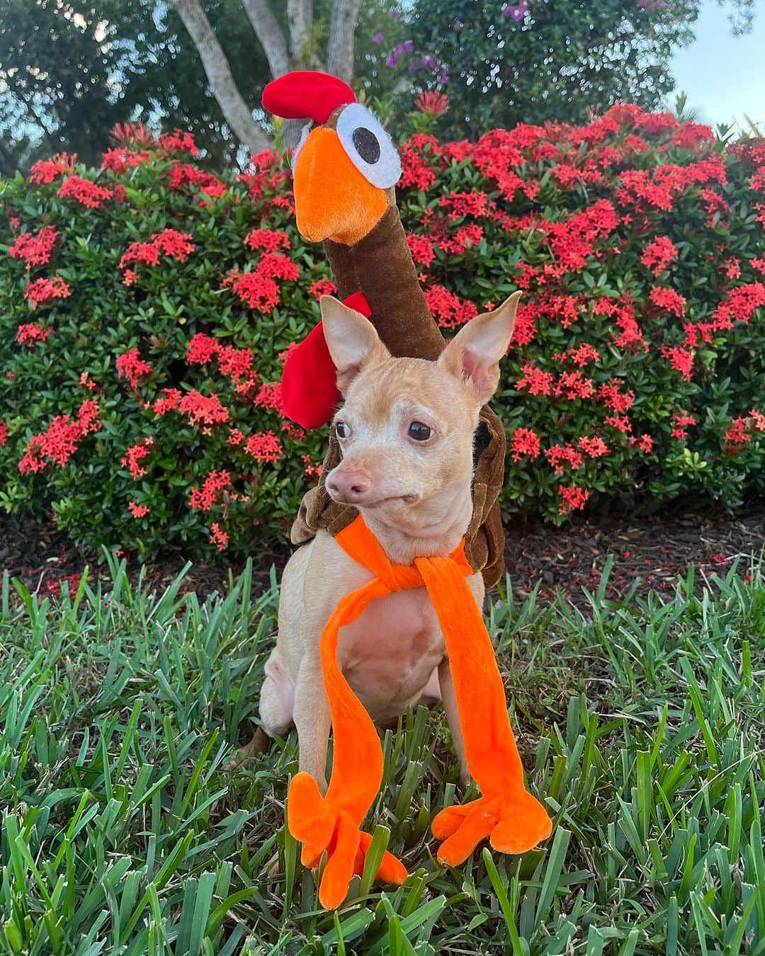 Tuna {breed:chiweenie} さんのインスタグラム写真 - (Tuna {breed:chiweenie} Instagram)「I am so thankful for these two turkeys, for Tuna’s expressions and #shrivelneck, and for all of you! Thank you for following along with us all of these years. I realise that I don’t post as often as I used to, but I really appreciate you sticking around in spite of that, and for all of your love and support. I am beyond grateful for this community. #garytheturkey」11月24日 7時58分 - tunameltsmyheart
