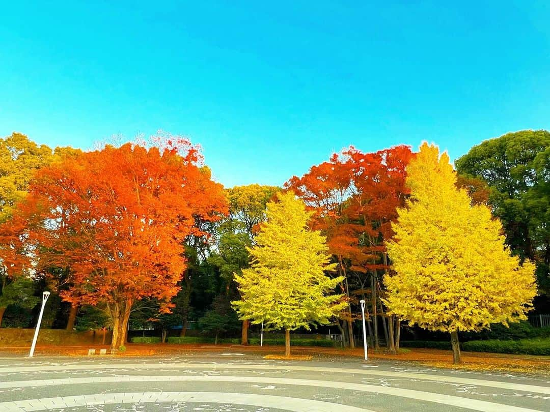 YOKANのインスタグラム：「《OhaYOKAN》  今朝の 原宿表参道は快晴なり…☀️  清々しく さわやかな小春日和の朝🌅  朝ラン＆ウォークは快調でした…🏃‍♀️👟  みなさま  笑顔でステキな1日を…💓  ※今朝の  《YOKAN散歩》  街角アート写真は  紅葉便り…🍁  原宿  『代々木公園』  この1週間ぐらいで  足早に 紅葉＆黄葉が進んでいます…✨  #harajuku #omotesando #tokyo #原宿 #表参道 #morning #朝 #running #ジョギング #朝ラン #walking #ウォーキング #朝活 #OhaYOKAN #YOKAN散歩 #YOKAN #streetart #街角アート #autumnleaves #紅葉 #紅葉便り #黄葉 #yoyogipark #代々木公園 #tokyocameraclub #インスタ映え #instagram #笑顔でステキな1日を💓」