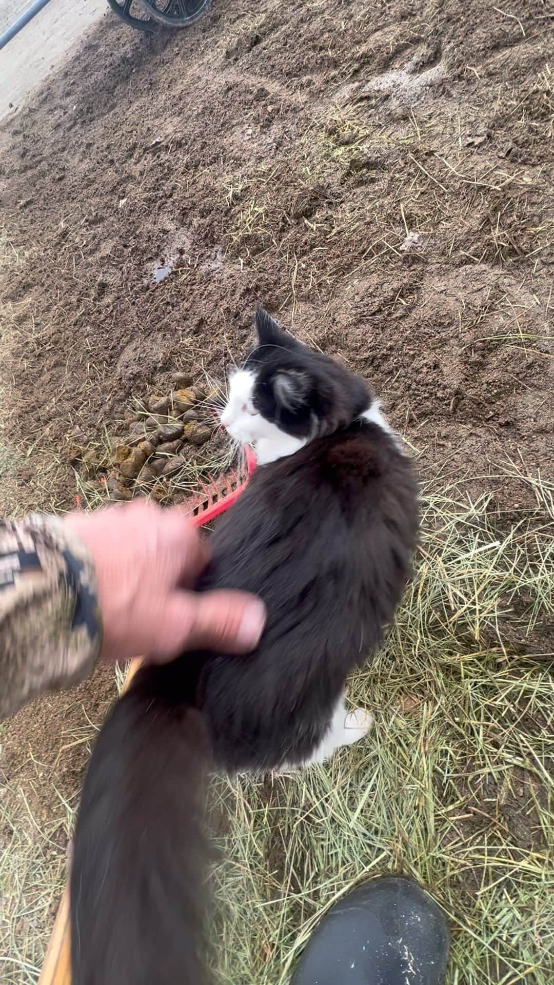 ストーン・コールド・スティーブ・オースチンのインスタグラム：「Happy Thanksgiving from the Broken Skull Ranch!  #horse #horseshit #shovelinghorseshit  #cat #catsofinstagram #catlover  #ranch #brokenskullranch #freedom #usa #america #🇺🇸  Pancho the Cat」