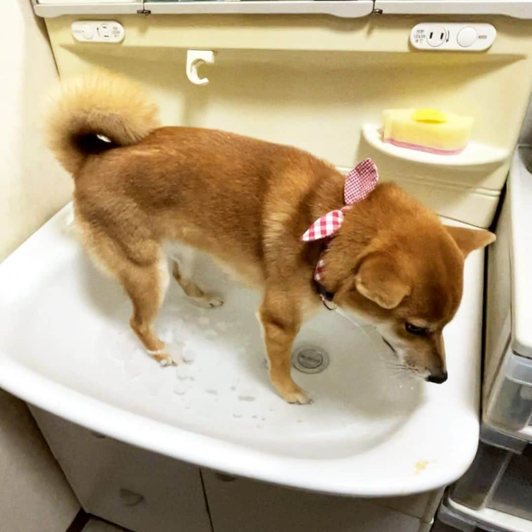 柴犬小春のインスタグラム：「おはようございます🌞 散歩後の足湯です♪ 柴犬小夏　肉球潤います #柴犬 #柴犬のいる暮らし」