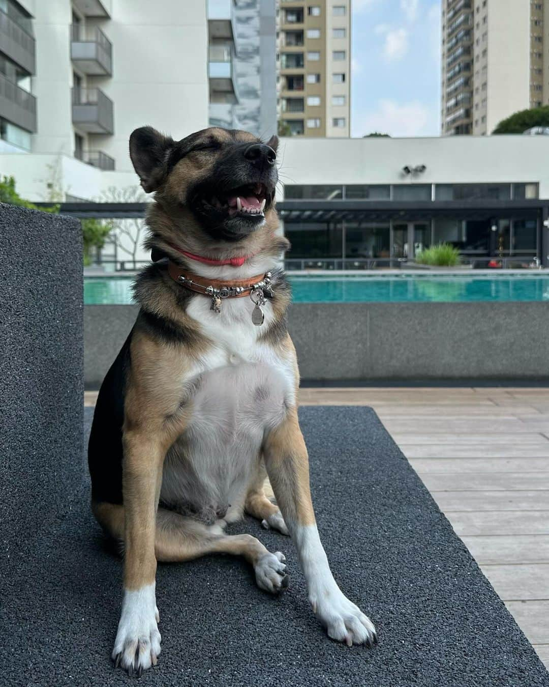 Bobさんのインスタグラム写真 - (BobInstagram)「Bob, João & Maria, visitaram mais um local petfriendly  aqui em São Paulo! Pra quem vem pra nossa cidade e precisa se hospedar com seu pet salve essa dica! O @adagiobarrafunda é um aparthotel localizado próximo de vários pontos importantes da cidade. Os quartos possuem cozinha, ar-condicionado, ferro de passar roupas, secador de cabelo . O hotel ainda possui piscina, academia, restaurante e lavanderia. . 📍São Paulo - SP @adagiobarrafunda  . Realização: @olapet.friendly  #ExpediçõesOlaPet . Apoio: @elancopetsbr  @avertsaudeanimal」11月24日 8時36分 - bob_marley_goldenretriever