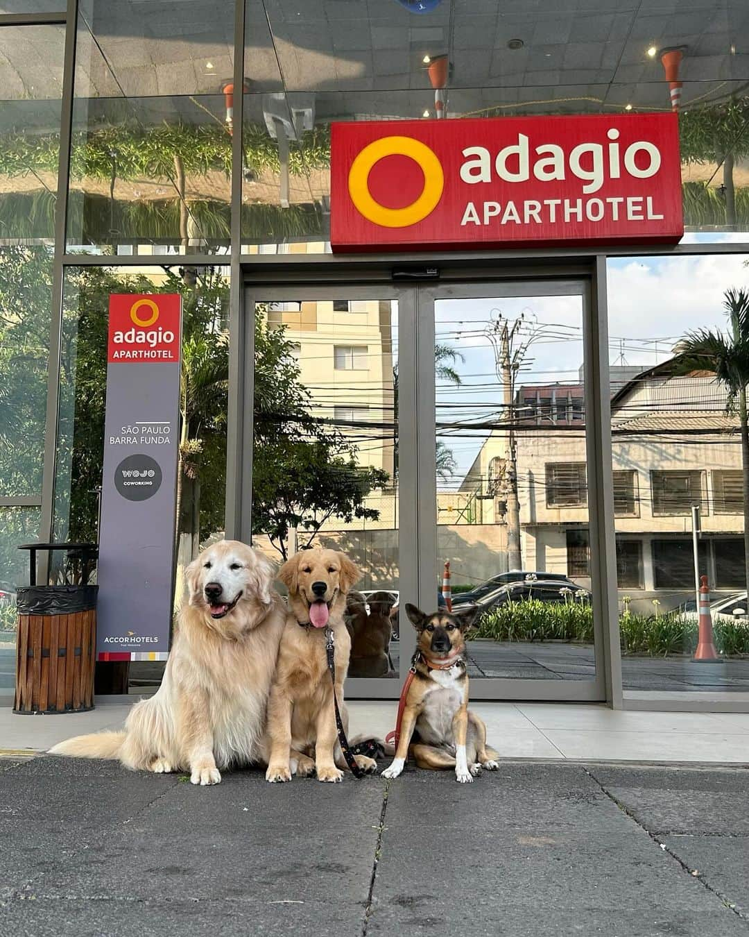 Bobさんのインスタグラム写真 - (BobInstagram)「Bob, João & Maria, visitaram mais um local petfriendly  aqui em São Paulo! Pra quem vem pra nossa cidade e precisa se hospedar com seu pet salve essa dica! O @adagiobarrafunda é um aparthotel localizado próximo de vários pontos importantes da cidade. Os quartos possuem cozinha, ar-condicionado, ferro de passar roupas, secador de cabelo . O hotel ainda possui piscina, academia, restaurante e lavanderia. . 📍São Paulo - SP @adagiobarrafunda  . Realização: @olapet.friendly  #ExpediçõesOlaPet . Apoio: @elancopetsbr  @avertsaudeanimal」11月24日 8時36分 - bob_marley_goldenretriever