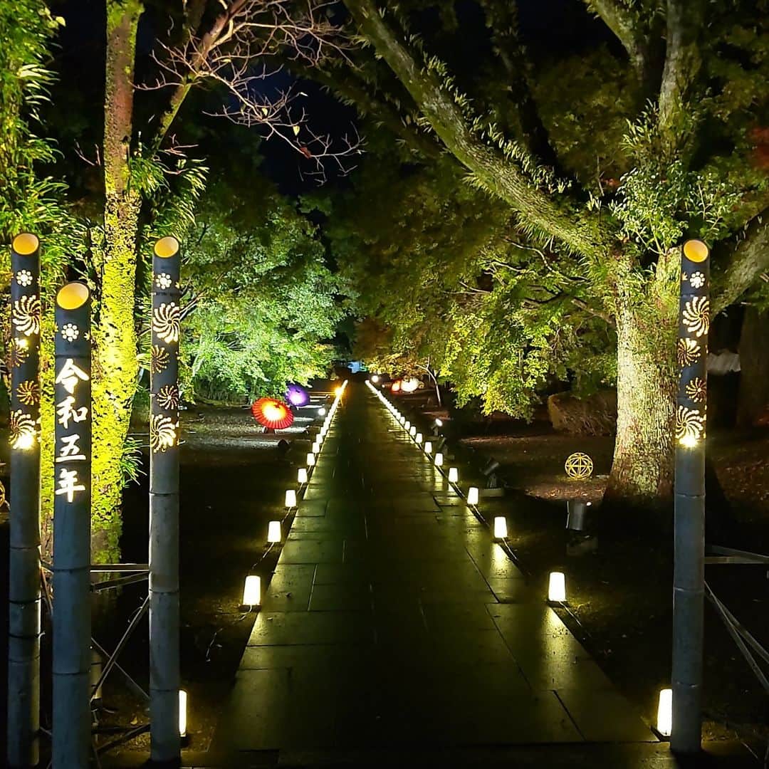 熊本城さんのインスタグラム写真 - (熊本城Instagram)「【熊本城イベントニュース】 ～「秋のくまもとお城まつり」を開催しています～  11月17日（金）～12月3日（日）の期間で、「秋のくまもとお城まつり」を開催しています！ この期間には、主に3つのイベントを行っています。 ①	二の丸竹あかり 二の丸広場周辺に、竹あかりのオブジェを配置し城彩苑から旧細川刑部邸をつなぐ灯りのルートを楽しんでいただけます。 期日：11月17日（金）～12月3日（日） 時間：点灯は日没後 場所：熊本城二の丸芝生広場周辺 費用：無料  ②	お城まつりバージョン熊本城ライトアップ 　秋の紅葉の時期にあわせ、天守閣前の大イチョウ、城内の櫓、石垣、木々をライトアップします。昼間とは違う幻想的な熊本城をお楽しみいただけます。 期日：11月17日（金）～12月3日（日）の土・日・祝日 時間：※熊本城特別公開の開園時間を21：00（最終入園20：30）まで延長します。 場所：熊本城特別公開エリア 費用：高校生以上：800円 　　　小中学生：300円 　　　未就学児：無料  ③	旧細川刑部邸限定公開と紅葉ライトアップ 紅葉の時期にあわせ、旧細川刑部邸の庭園公開と木々をライトアップします。 また、梅園には竹あかりのオブジェを設置し、通常は入れないエリアを一般開放し散策を楽しんでいただけます。 期日：11月17日（金）～12月3日（日） 時間：9：00～21：00（ライトアップ点灯は17：００） 費用：無料 ※期間中は桜町（5番のりば）と旧細川刑部邸をつなぐ紅葉臨時バス（有料）を運行します。  多くの方のご来城お待ちしております！ #kumamoto #japan #japantrip #instagood #instagram #kumamotocastle #日本 #熊本 #熊本城 #城 #castle #加藤清正 #日本100名城 #熊本観光 #観光 #trip #cooljapan #秋のくまもとお城まつり #城あかり #ライトアップ #竹あかり #城あかり #旧細川刑部邸」11月24日 8時56分 - kumamoto_castle
